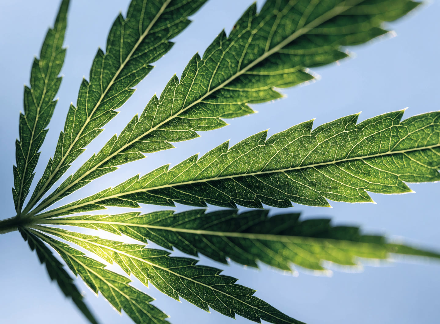 Sunlight showing the fine detail of a green cannabis leaf
